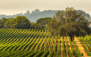 Photo of sonoma vineyard showing sonoma vs napa