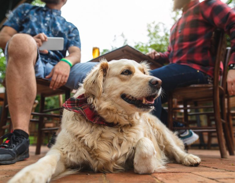 a dog hangs out on the patio of a sonoma brewery