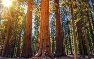 Photo of a person hiking through the redwoods in Sonoma County