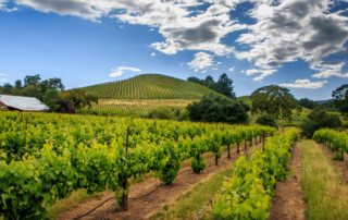 View of the scenery when you make a trip from San Francisco to Sonoma