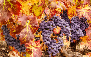 Photo of grapes at a vineyard during Sonoma harvest season
