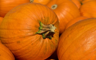 Photo of a group of pumpkins at one of the pumpkin patches in Sonoma County