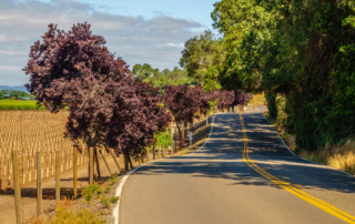 Photo of road winding through Sonoma County Cities