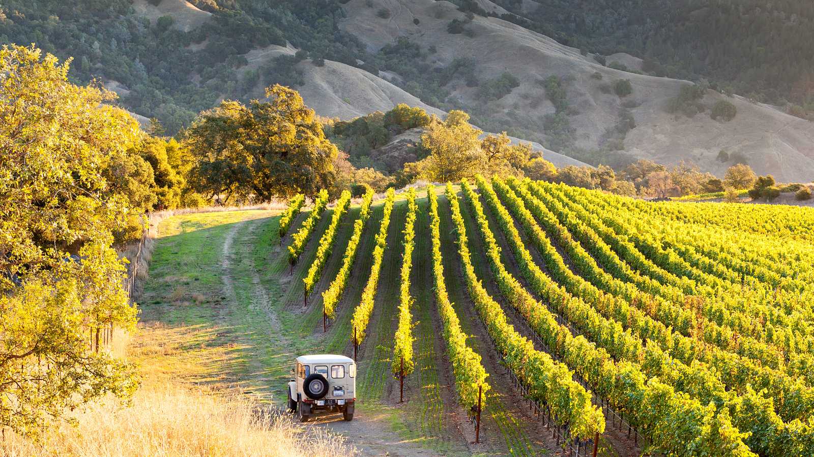 SUV drives through the vineyards in sonoma, highlighting the best things to do in sonoma county