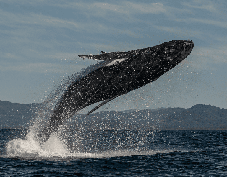 whale flips into the air during a whale watching trip on the sonoma coast