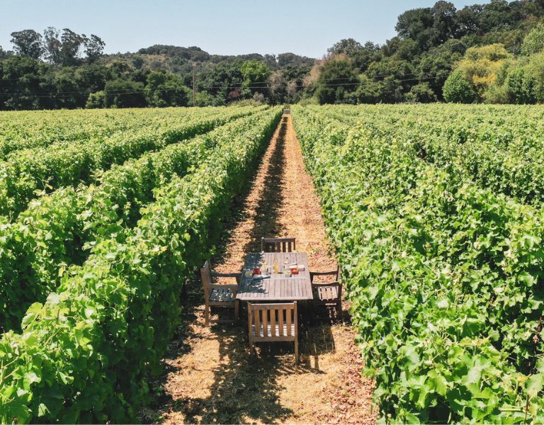 lunch table set up in the vineyards in sonoma