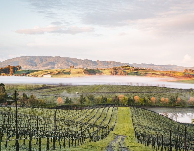 behind the scenes at a sonoma county winery from bohemia highway tours